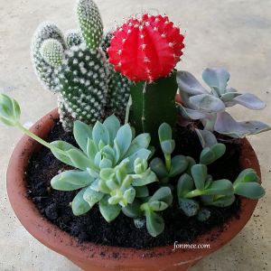 Mini cactus garden